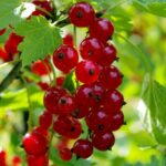 Willkommen 00-ribnes-alpinum-majorenhof_origin_img.jpg