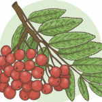 roter-johannisbeersirup-front-55x14